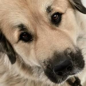 Meet your Posher, Hunter